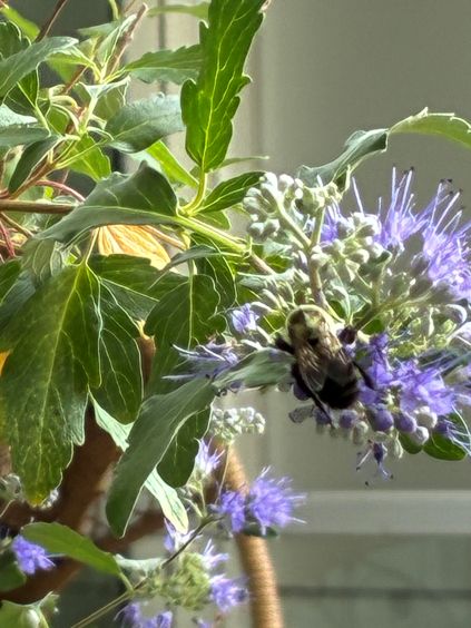 willow sep bee.jpg